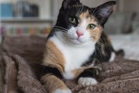 Luxie Kitty Designer Cat Accessories and Luxury Pet Gifts