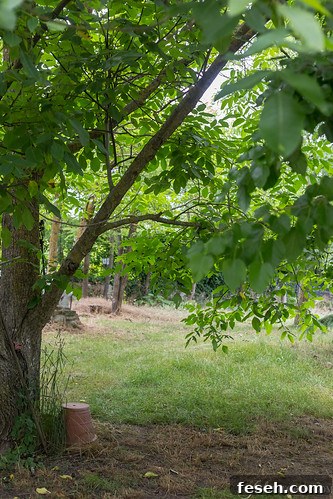Walnut tree
