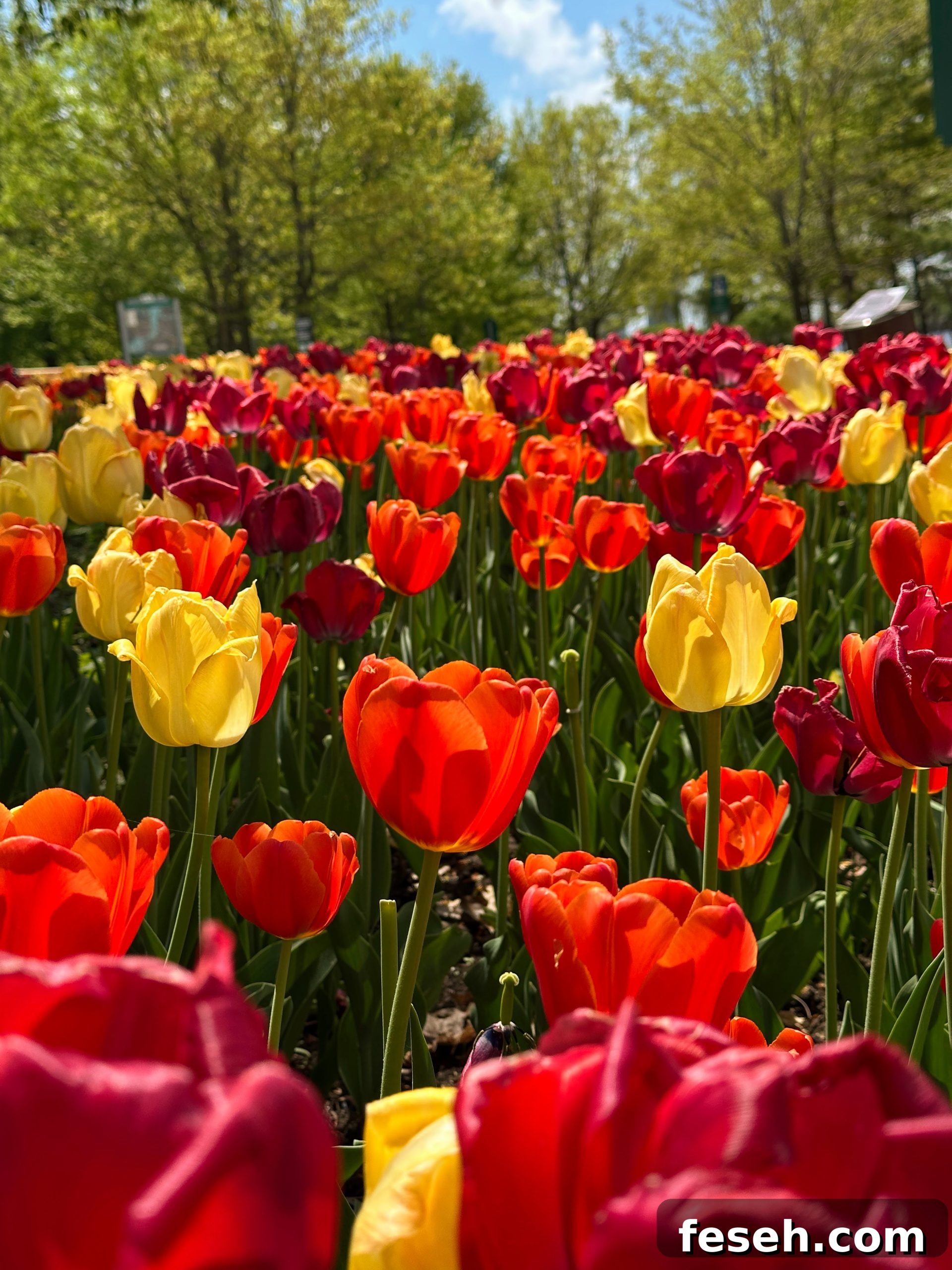 A Guide to the Canadian Tulip Festival in Ottawa
