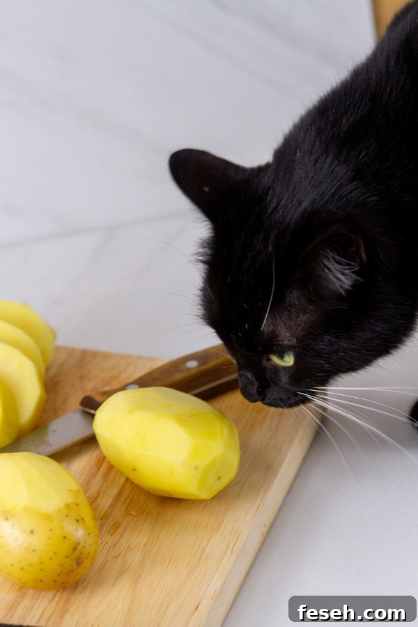 a black cat looking at peeled potatoes.
