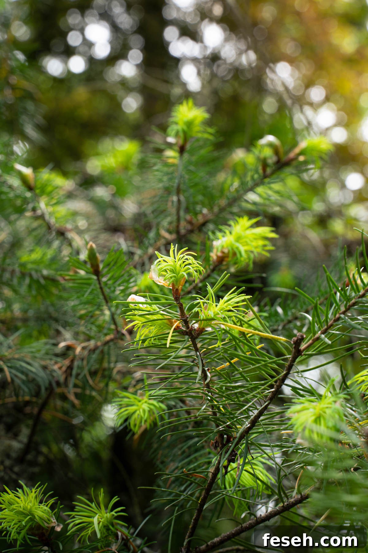 Douglas fir branches in the sunshine