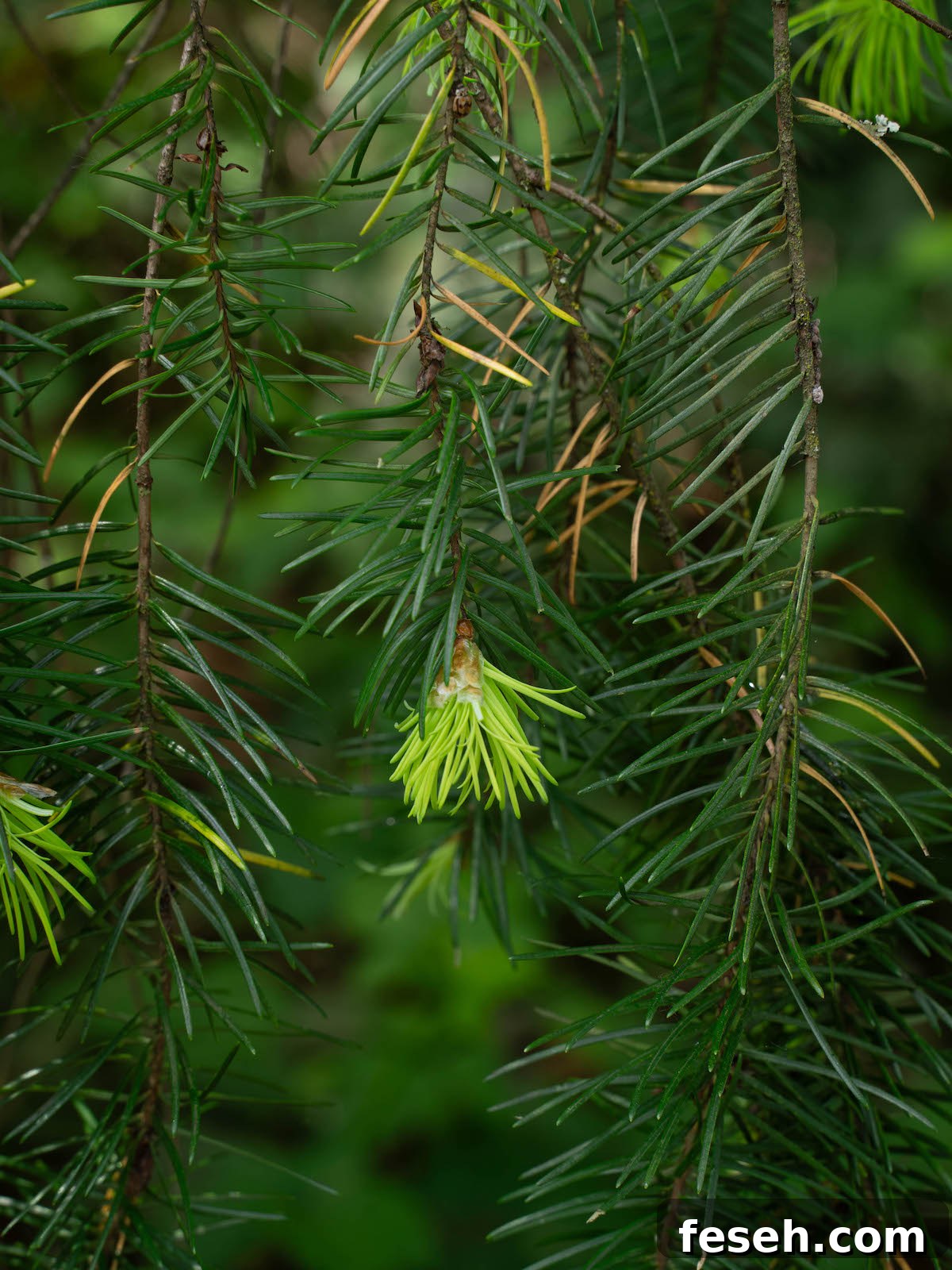 Close up Douglas fir tips