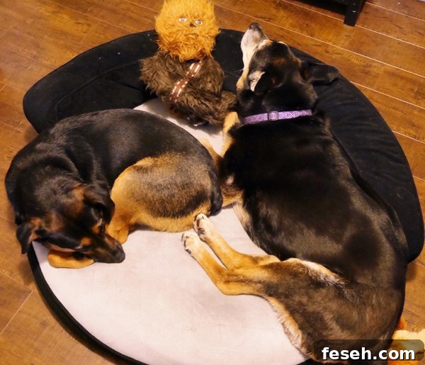 My dogs!
