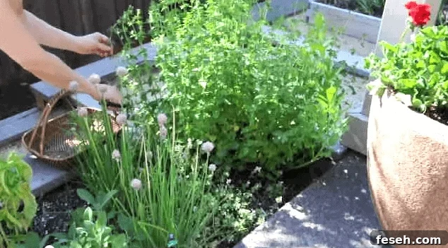 Fresh Herbs