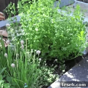 Fresh Herbs