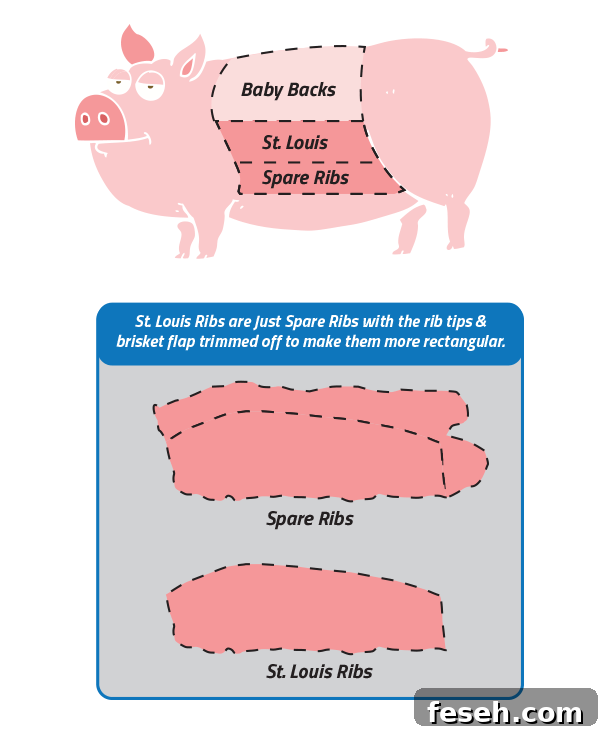 A diagram showing locations of rib types on a pig.