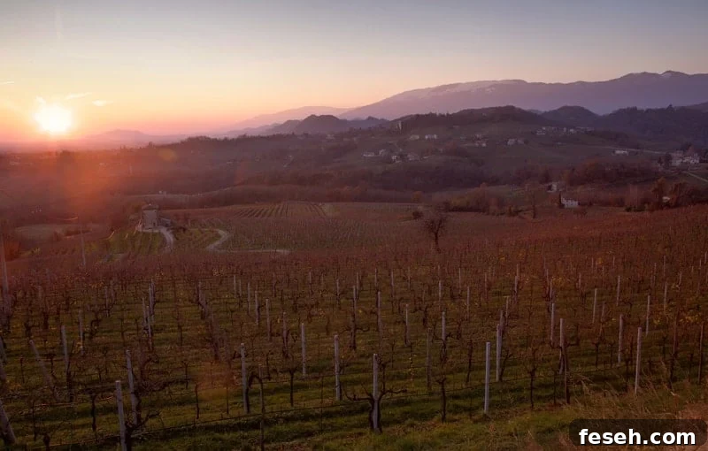 Conegliano Valdobbiadene wine region