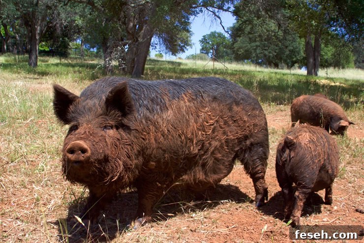 The Pastured Pig, an Unprocessed Alternative for Sustainable Meat