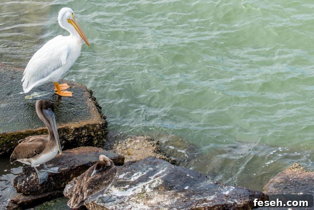pelicans at Galveston Island