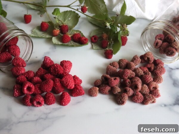 Freeze Dried Raspberries and Dehydrated Raspberries