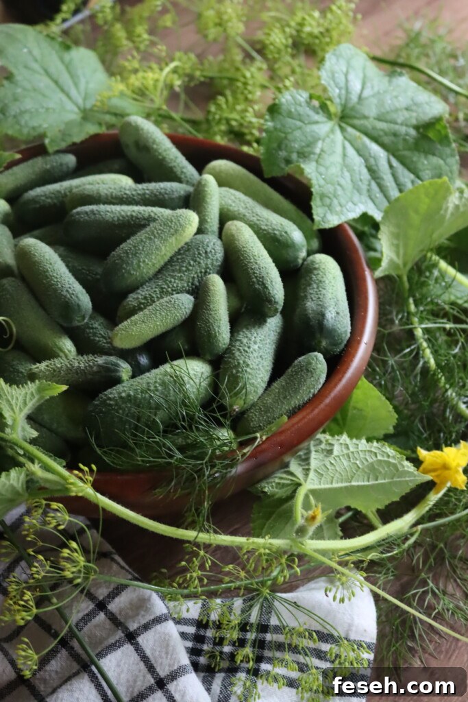 Cucumbers