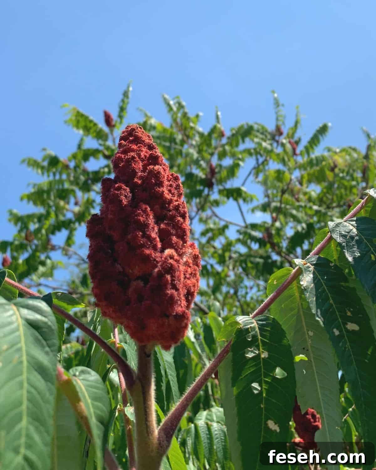 Sumac berries on a bush in the wild.