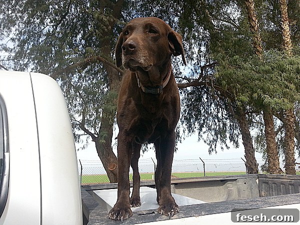 farm dog abigail Lawrence Cox Ranches