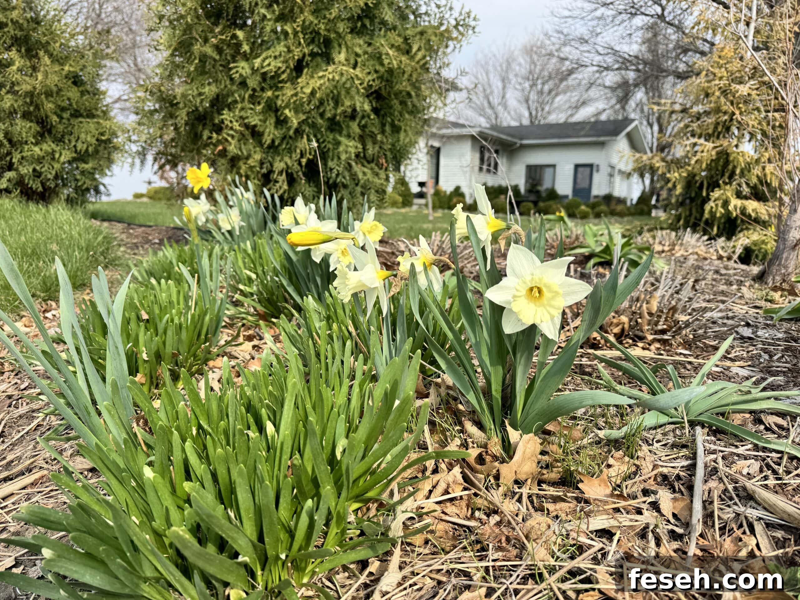 Daffodils in flowerbed in front of white farmhouse in Iowa.