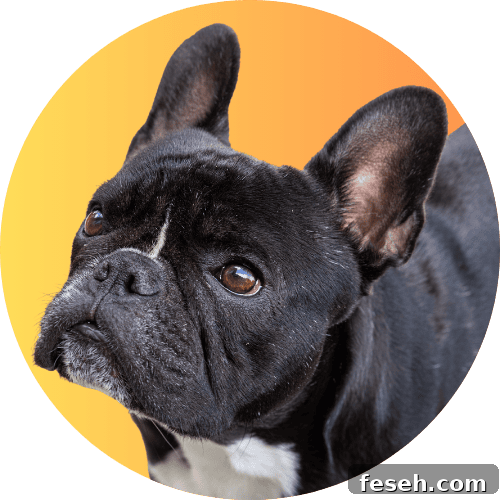 Black French bulldog named Kip standing in front of ombre yellow and orange background.