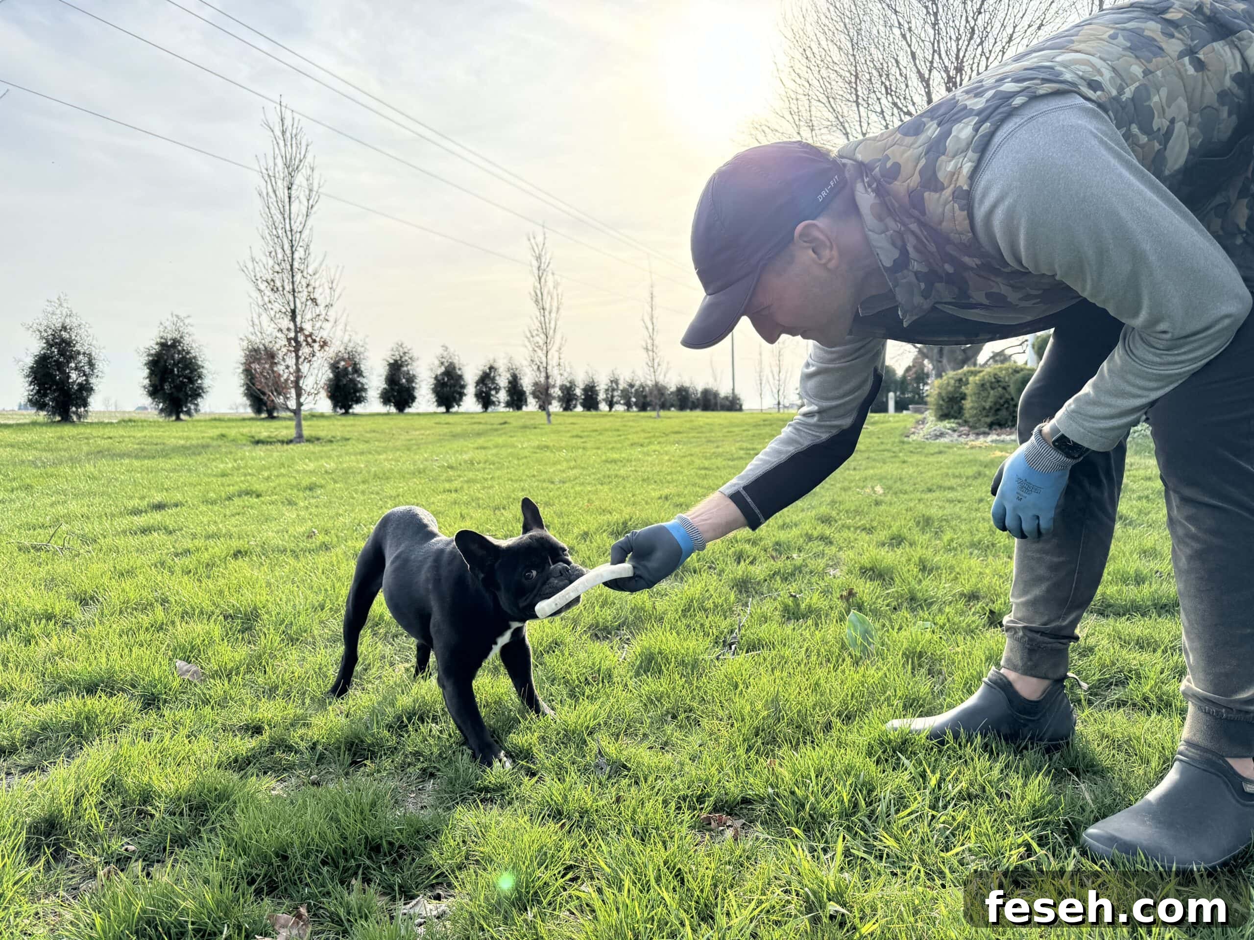 Kaleb Wyse pulling frisbee away from black French bulldog in green yard.