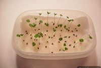 Chitting Vegetables: How to Sprout and Grow More Than Potatoes