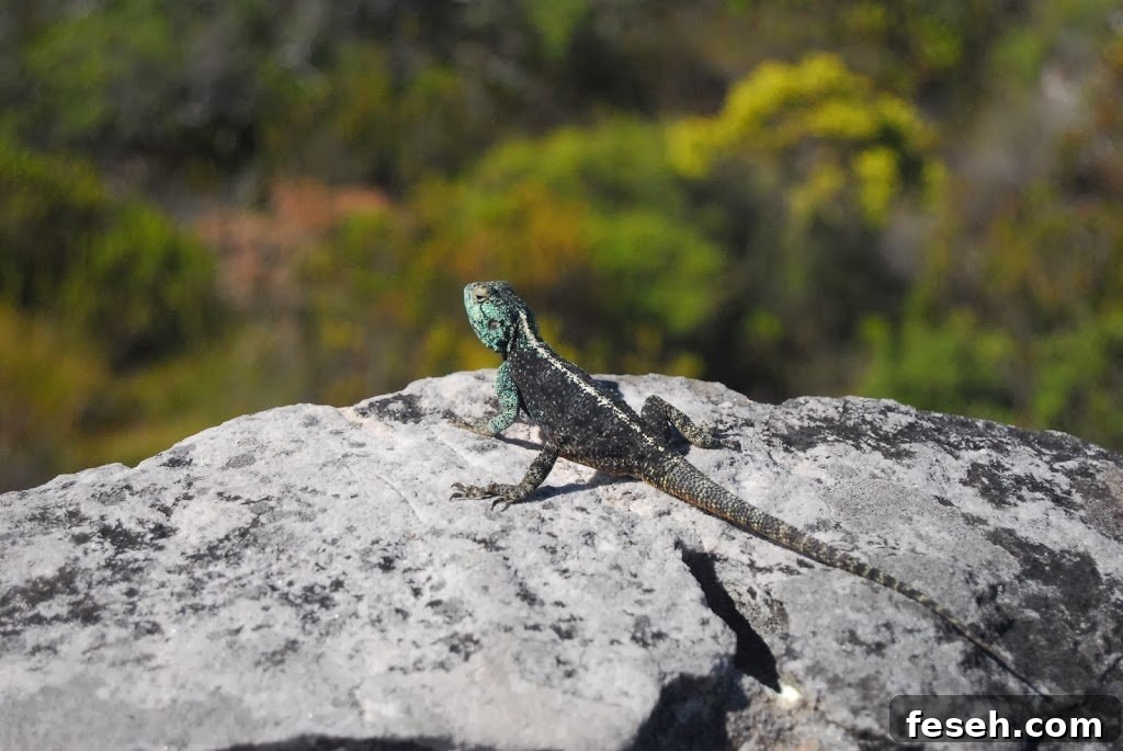 Wildlife on Table Mountain